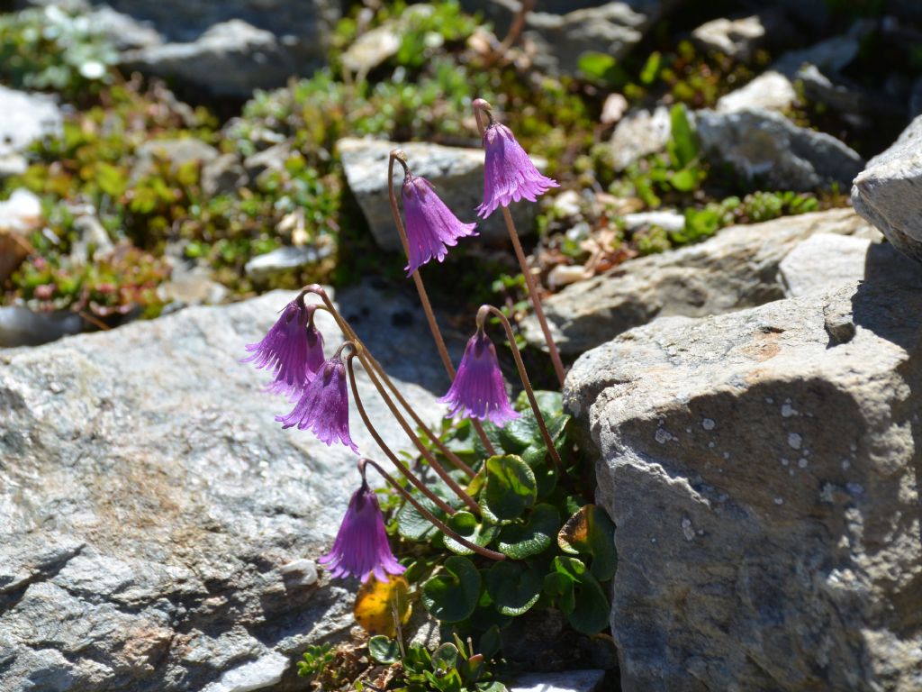 Soldanella pusilla subsp. alpicola / Soldanella della silice